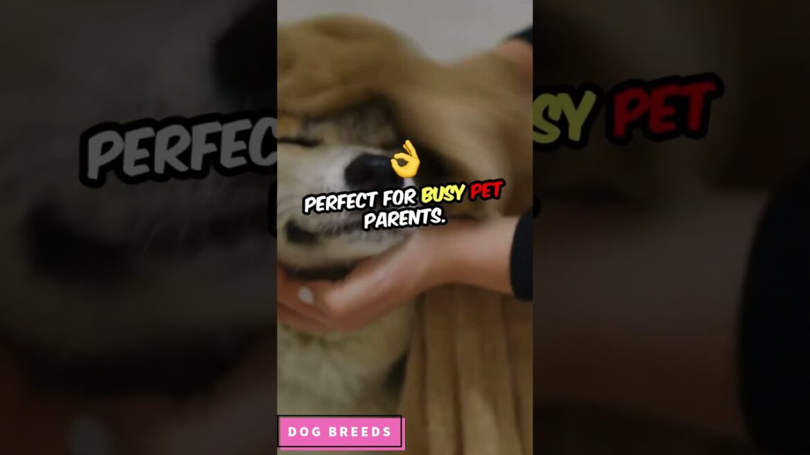 Dog Breeds That Need the Least Frequent Bathing #dog #shorts #shortvideo