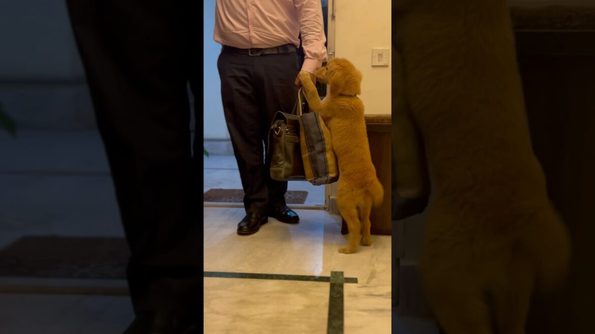 Bas Pyar Chahiye #dog #dogs #dogowner #doglover #labrador #shorts #trendingshorts