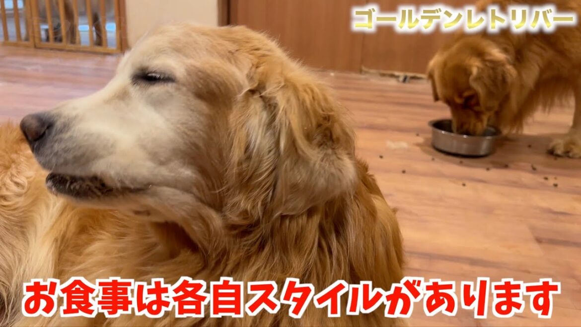 【ゴールデンレトリバー】食べ方はみんな一緒じゃない😱