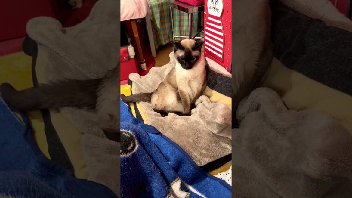 たぬき猫の近くに来たのにペロペロしないで通り過ぎるシンガプーラなのにゃ♪ #cat #シンガプーラ #トンキニーズ#たぬき猫