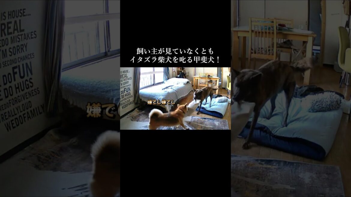 イタズラ柴犬を𠮟る甲斐犬！犬同士の教育が凄い！#柴犬 #甲斐犬 #youtubeshorts