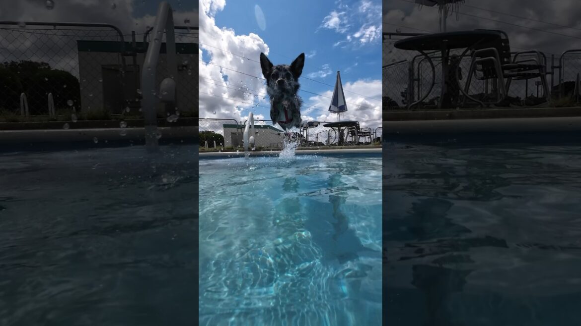 ビッグジャンパーみぞれちゃん　#すみぞ #ミックス犬 #スキッパーキ #チワワ #schipperke #chihuahua