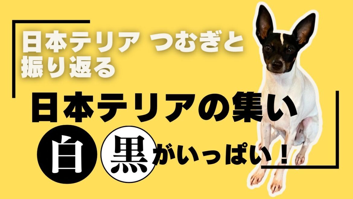 『日本テリアつむぎ』と振り返る日本テリアの集い2024