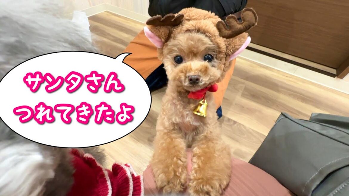 🎄クリスマス仕様で今年最後のトリミング🎅【トイプードルのコロン】