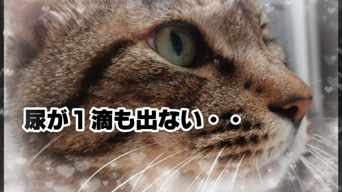 【緊急入院】【尿道が開かず致命的】病名は・・★１７５回目★