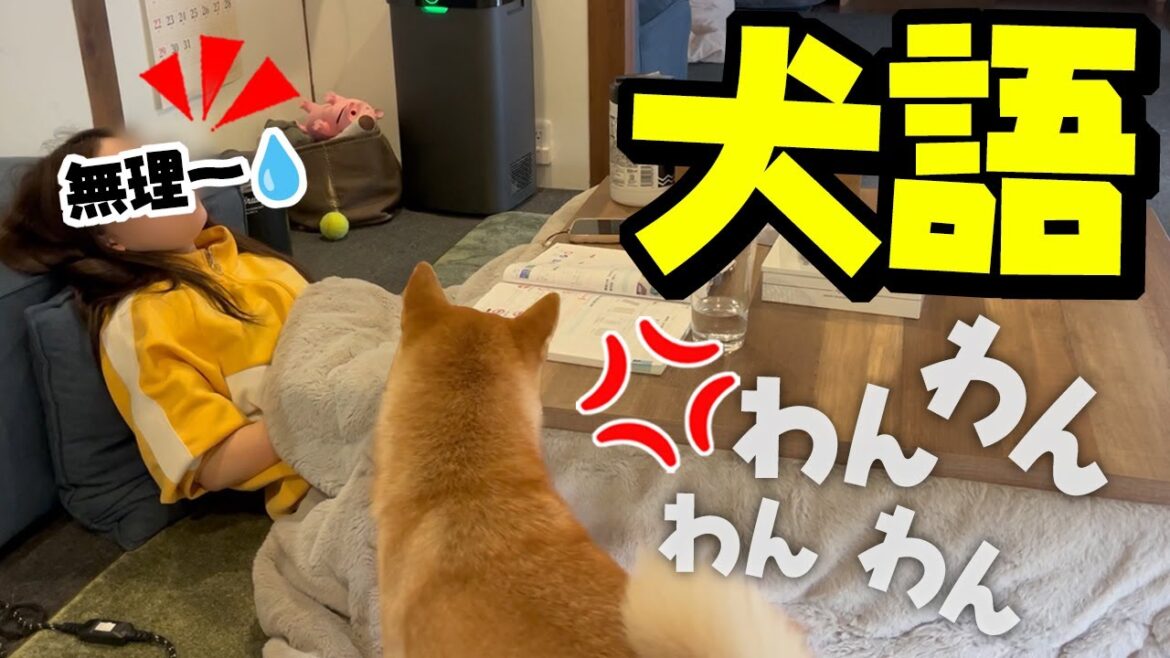娘が勉強をサボる度に犬語で叱る柴犬が面白過ぎたw…再試験の結果は如何に？