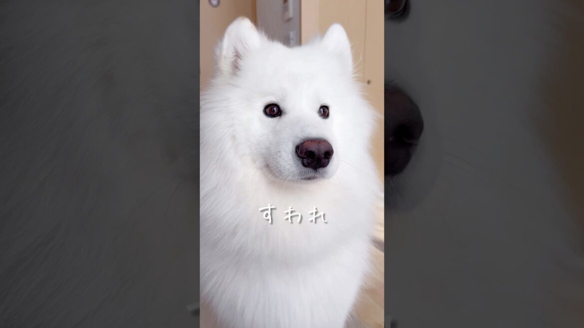 猫じゃらしで遊ぶ大型犬が可愛い #サモエド #samoyed #癒し動画