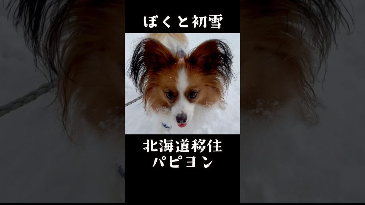 雪玉量産犬 初雪とパピヨン #short #犬 #パピヨン#初雪 雪玉量産犬 初雪とパピヨン #short #犬 #パピヨン#初雪