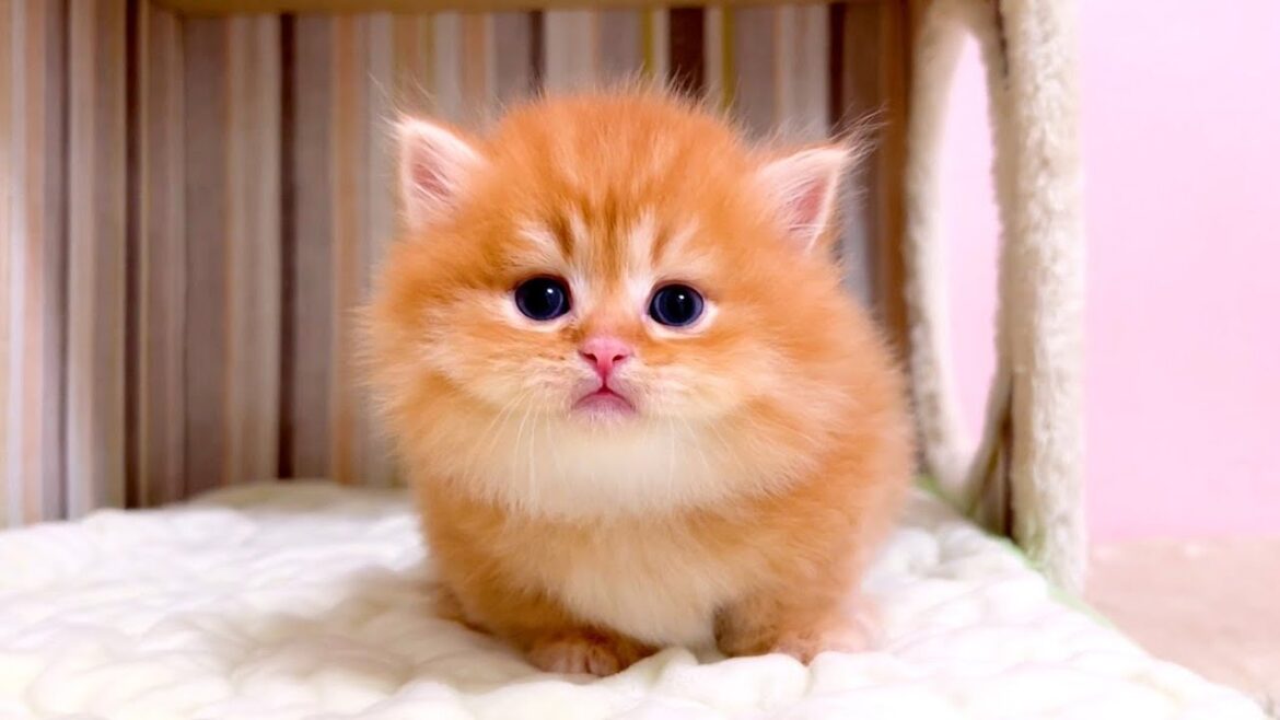 【マンチカンの子猫】まだまだ甘えん坊な子猫達の行動な件 ～猫のいる生活Vol.1059～出産動画 マンチカン短足・ミヌエット・ペルシャ猫専門ブリーダー『ペット蔵人』【子猫の成長記録】