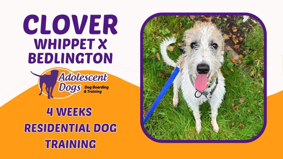 Clover the Whippet x Bedlington | 4 Weeks Residential Dog Training