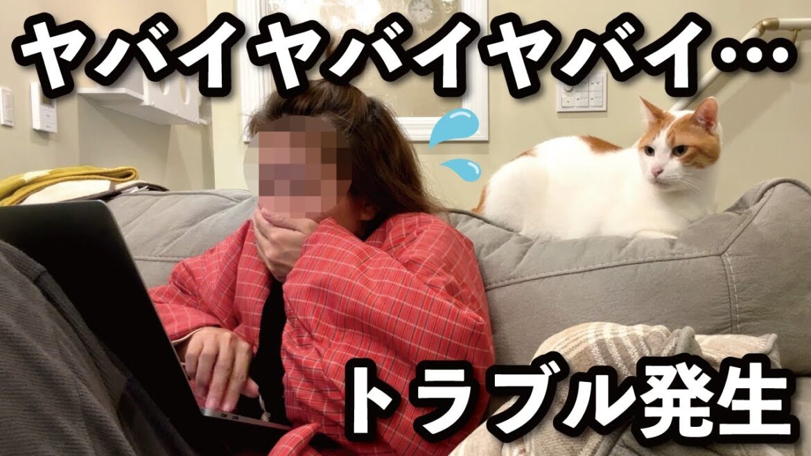 【甘えんぼ猫】甘えんぼと一緒に遊んでいる場合じゃなかった…!!!!!配信トラブル発生で大パニック