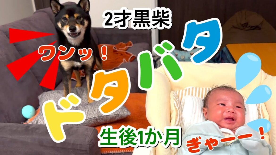 2才の黒柴犬と赤ちゃんの日常はドタバタ劇場です！【黒柴すずとぼく日記】#147