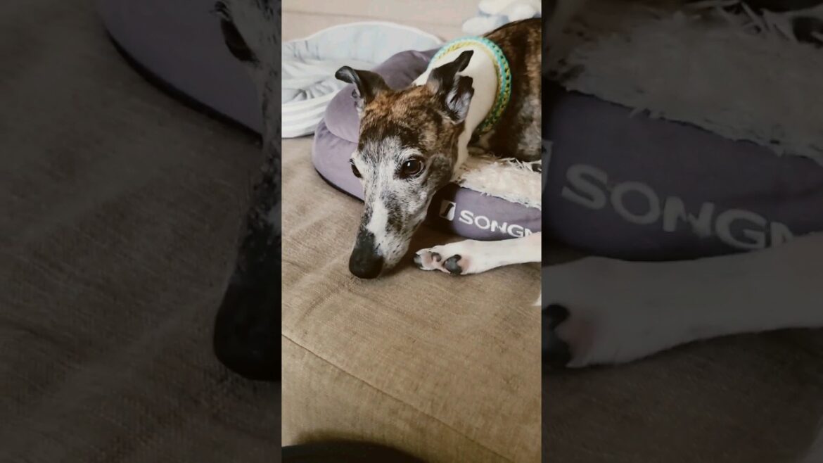 ねむい犬。ウィペットのカイトちゃん。おやすみ。 Whippet Dog KAITO so Sleepy.