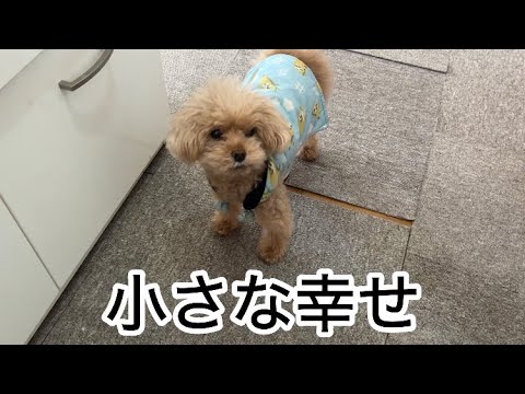 アパート暮らしの共働き!ボーナスの恩恵 トイプードル/パート主婦 アパート暮らしの共働き!ボーナスの恩恵 トイプードル/パート主婦