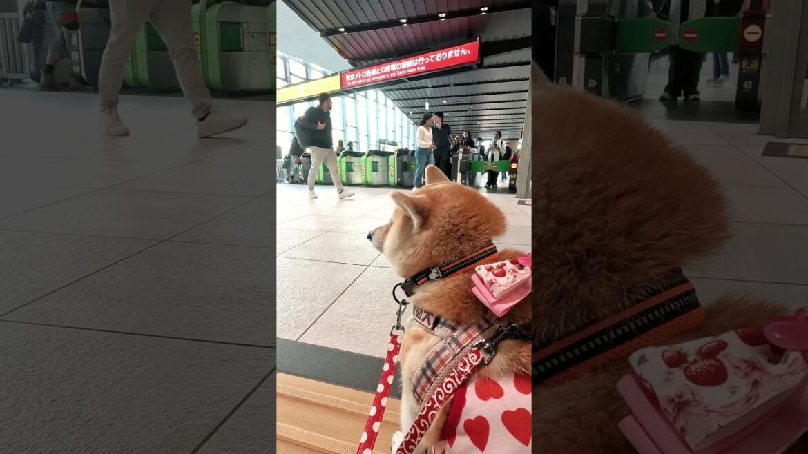 駅員さんを待つ様子【介助犬と桃にゃん】 #柴犬介助犬 #介助犬るな #介助犬と桃にゃん #介助犬 #dog #doglover #cutedog #shiba