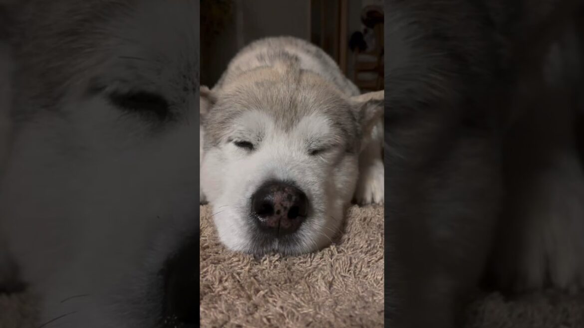 アラスカンマラミュートAlaskan malamute