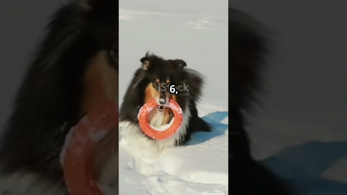 ⚡🌿🐶10 best dog 🐶💖💥