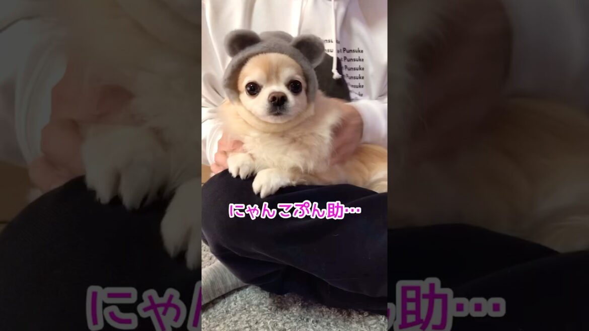 【ぷん助】これなにからのチワワ #shorts #chihuahua #チワワ #これなに #ロングコートチワワ #ぷん助