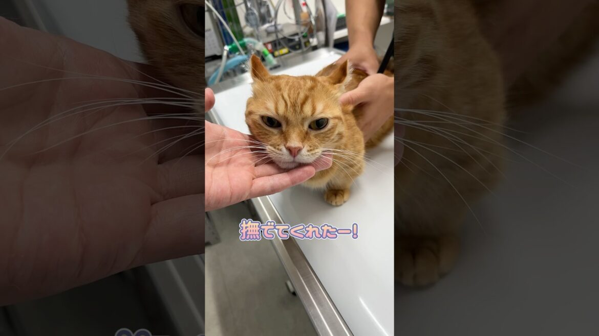 聴診中飽きて逃げようとするキンカロー