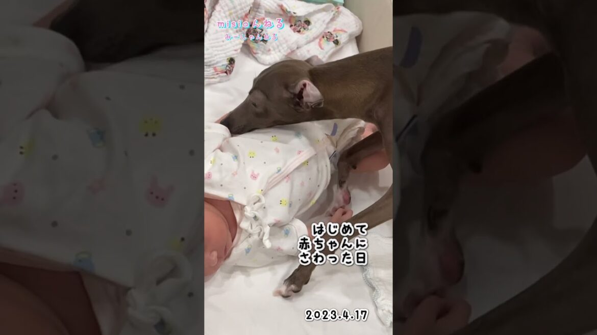 【初めて妹に触れた日】 #イタグレ #イタリアングレーハウンド #赤ちゃん #生後0ヶ月 #生後２１日