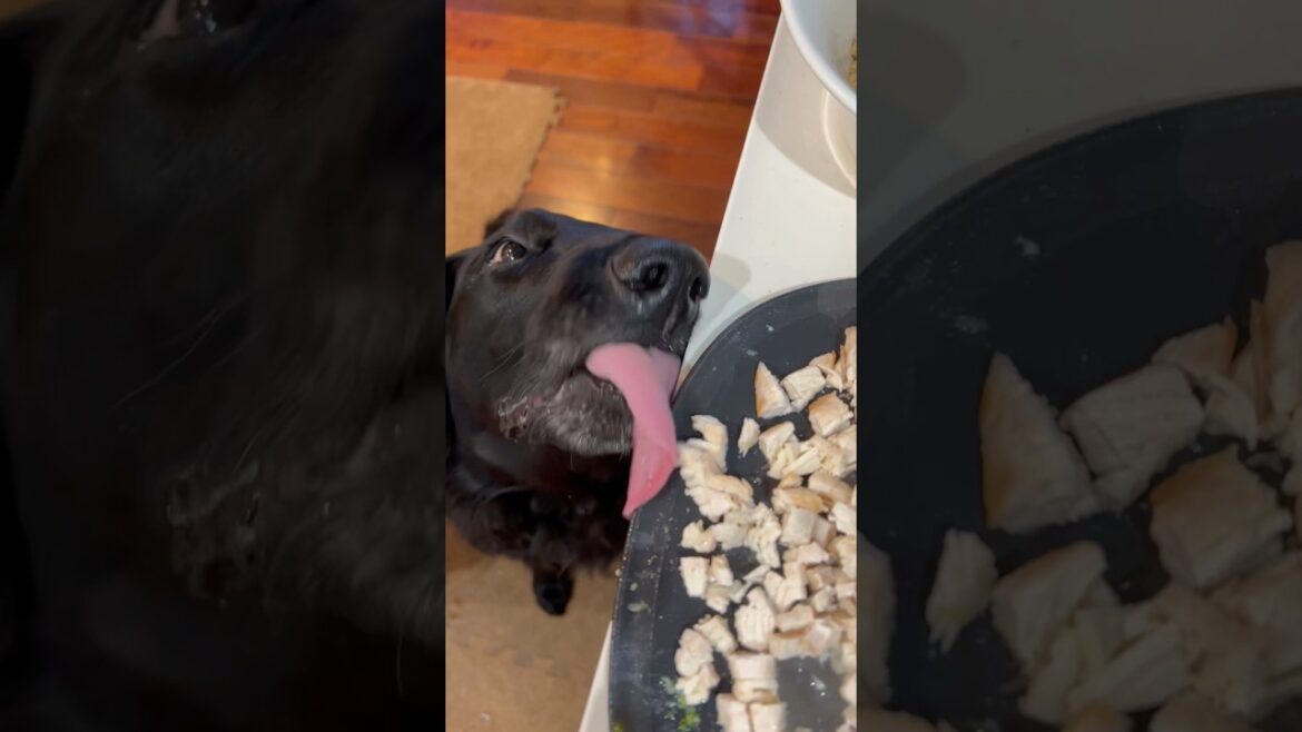 待ち切れません‼️#flatcoatedretriever #フラットコーテッドレトリバー #ごはん