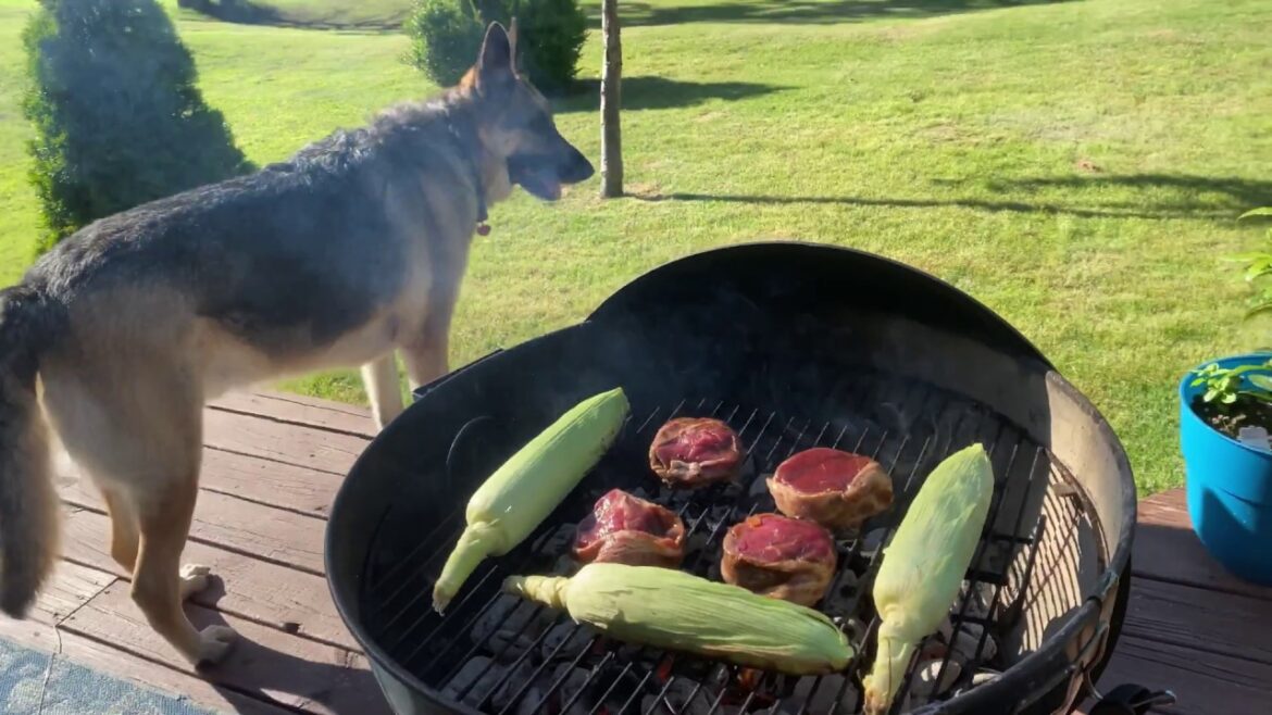 Cats & K9 Yummy Bites!