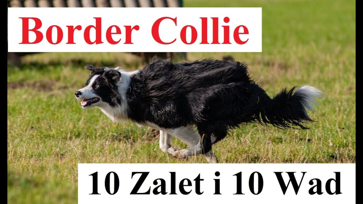 Border Collie - 10 Zalet i 10 Wad
