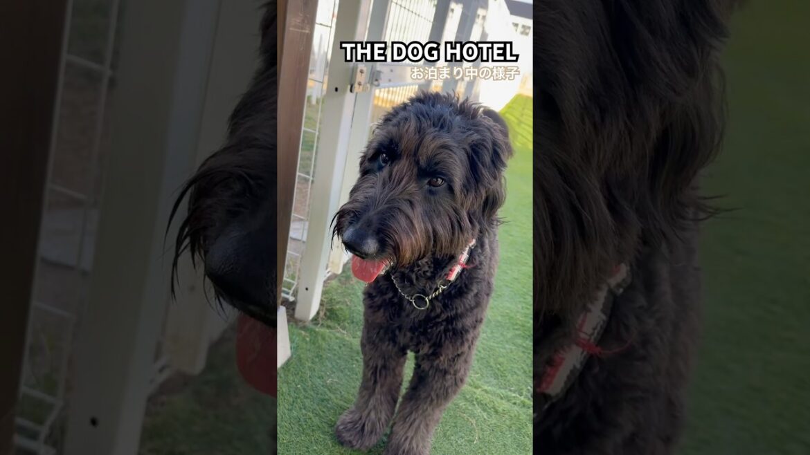 2024/12/22 THE DOG HOTEL レンくん