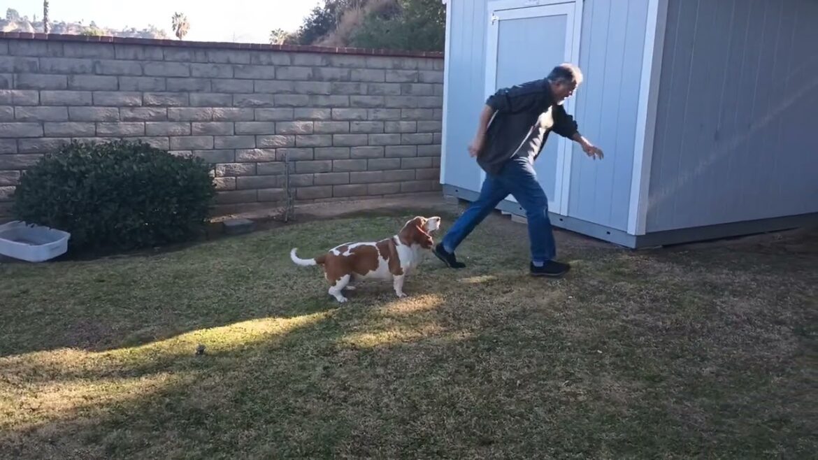 Tana The Basset Hound loves to play with people@TanatheBassetHound