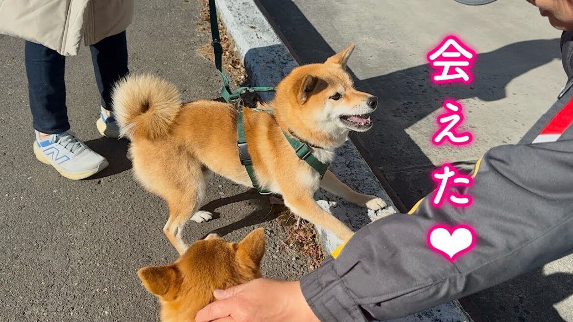 大好きなガソリンスタンドの店員さんに会うと興奮が止まらない柴犬が可愛い