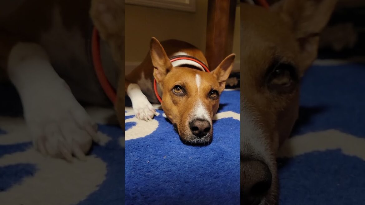 🎵 mad world 🎵 #basenji #dogs #shorts