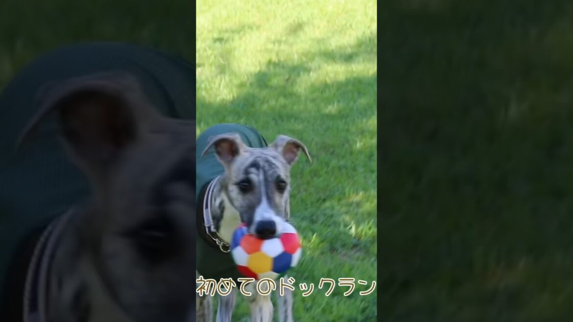 初めてのドックランで大暴れ？！？！#shorts #whippet #ウィペット #子犬 #おすすめ