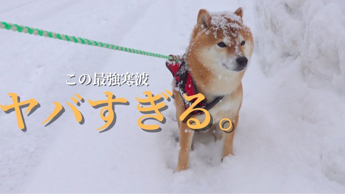 大雪がヤバすぎて道中柴犬が動かなくなる事態に。