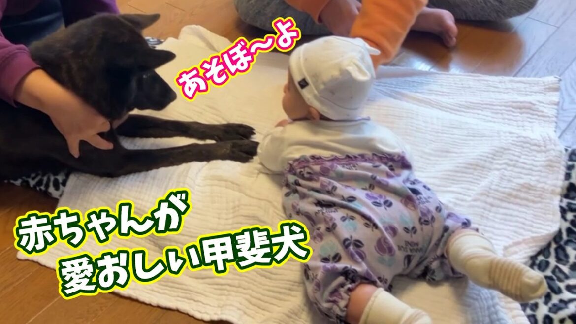 赤ちゃんが愛おしい甲斐犬-　甲斐犬いち
