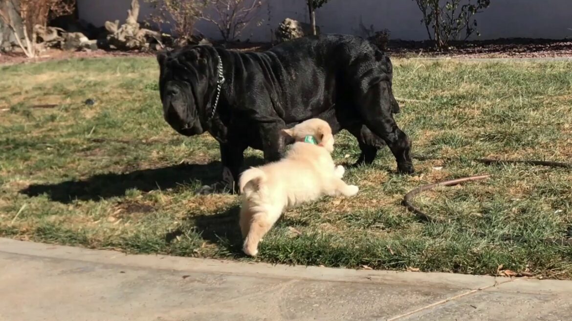Golden Retriever Puppy Chases Away Neapolitan Mastiff Golden Retriever Puppy Chases Away Neapolitan Mastiff