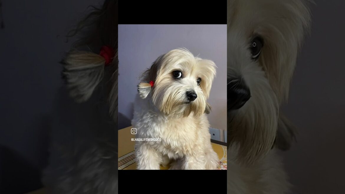 Meri Nanhi Pari 🐾🥰😍❤️🤗আমার খুকুমনি 😄😘কোকো রানী 😂😂🤗😘 #lhasa #shorts #shortsfeed #shortvideo #doglover