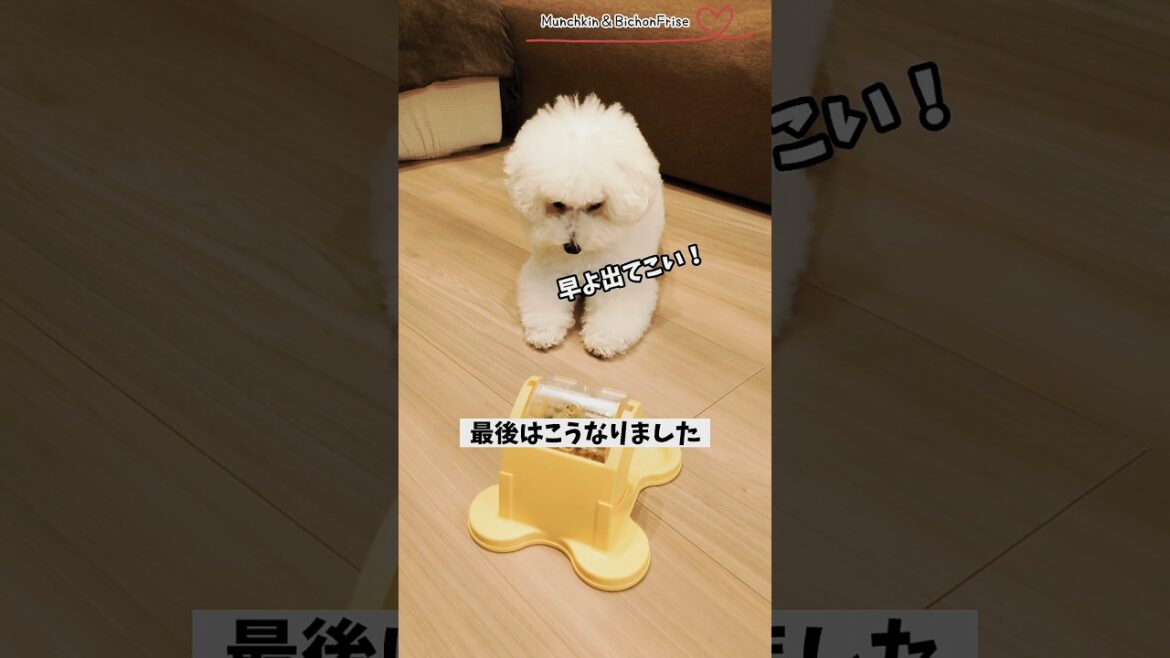 【ビションフリーゼ】自分で回せばフードが出るのにひたすら待ち続ける学習しないもふ犬 【犬と猫、両方飼ってると毎日かわいい♥】