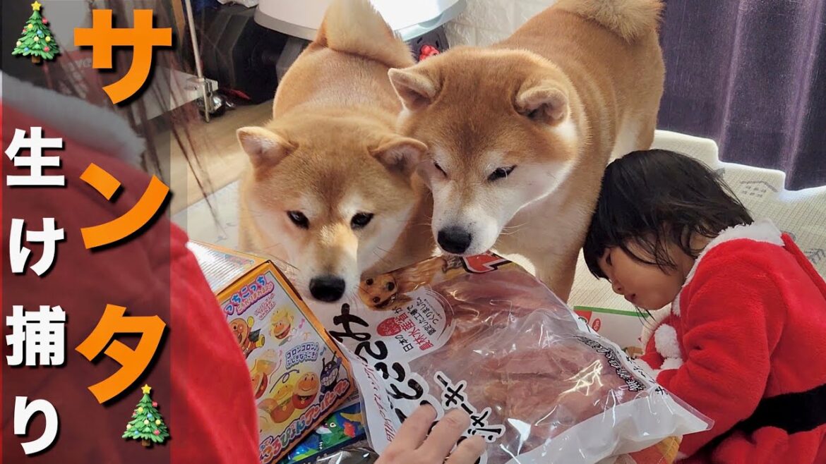 ベランダに靴下を用意し、クリスマス準備が完璧な柴犬と１歳児にサプライズ