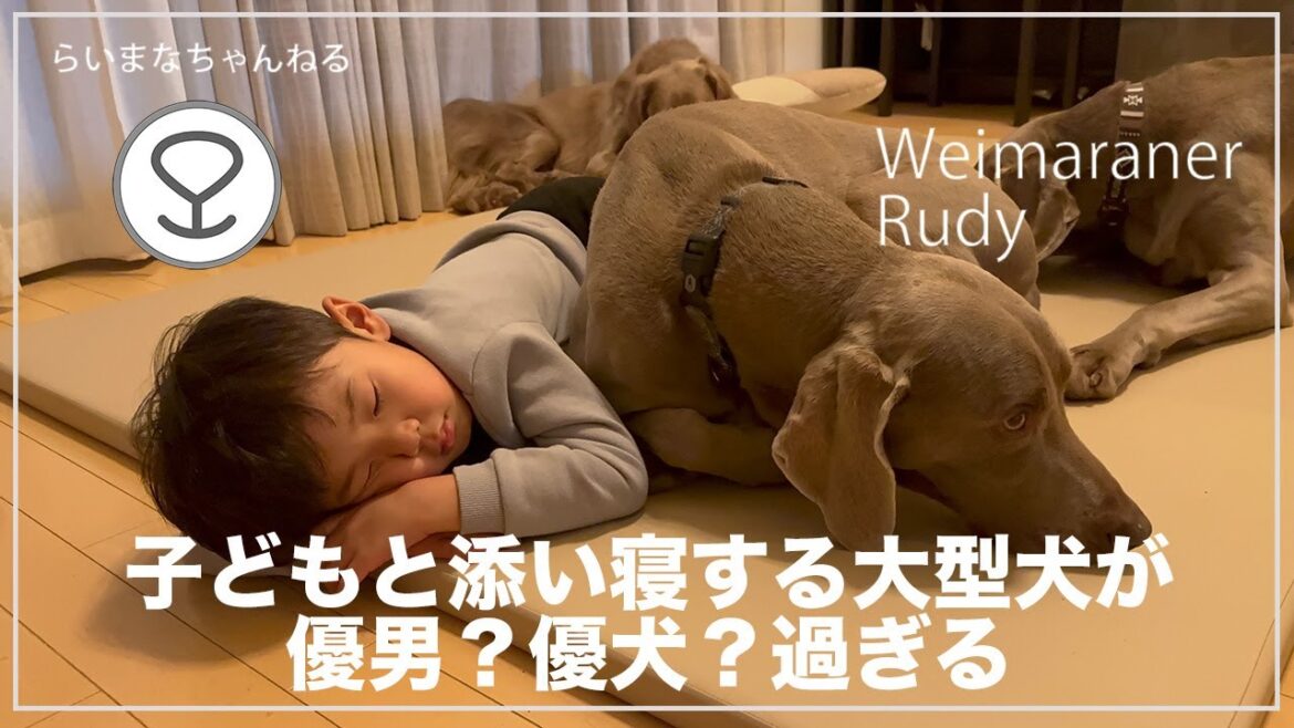 子どもと添い寝する大型犬が優男?優犬?過ぎる【大型犬との暮らし】 子どもと添い寝する大型犬が優男?優犬?過ぎる【大型犬との暮らし】