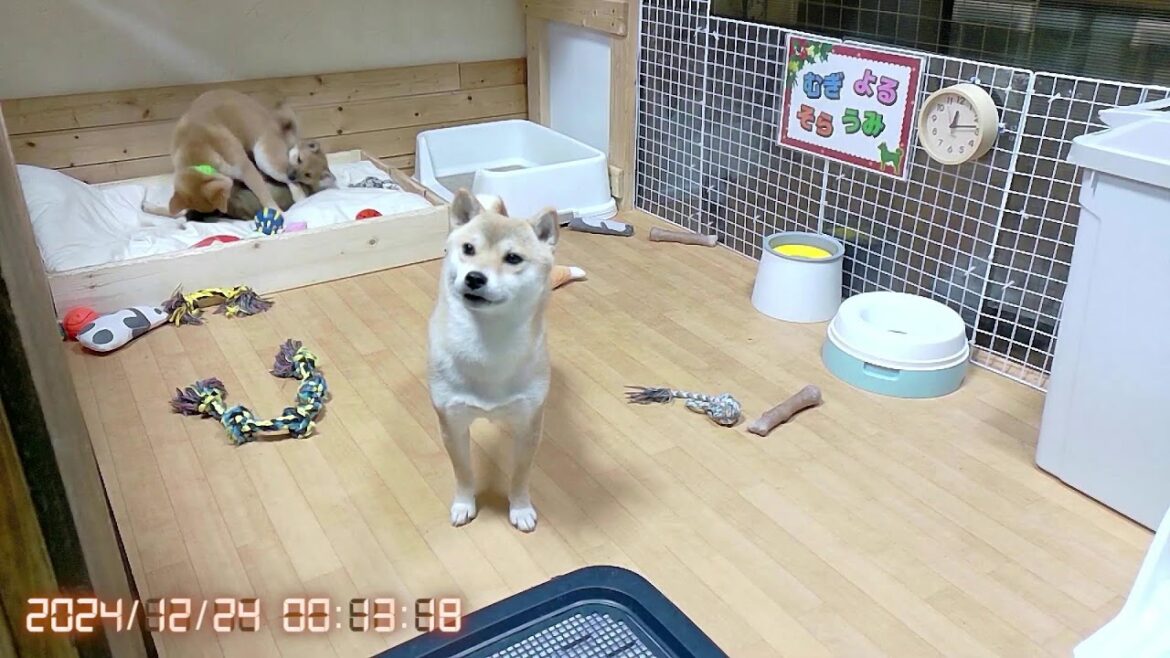 柴犬なつ！子育て生配信【生後105日】元気いっぱい撫でられるのが大好きな子犬たち。