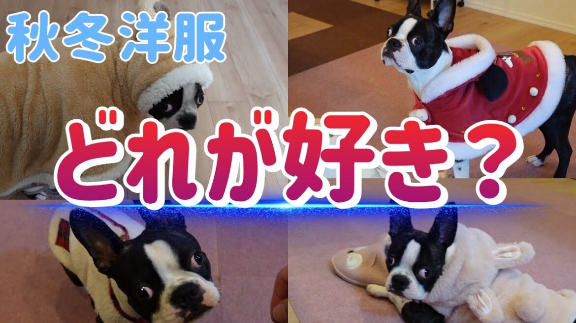 我が家のボステリ子犬の秋冬ファッション４選！#bostonterrier #puppy #ボストンテリア #ボステリ #犬のいる生活 #ファッション