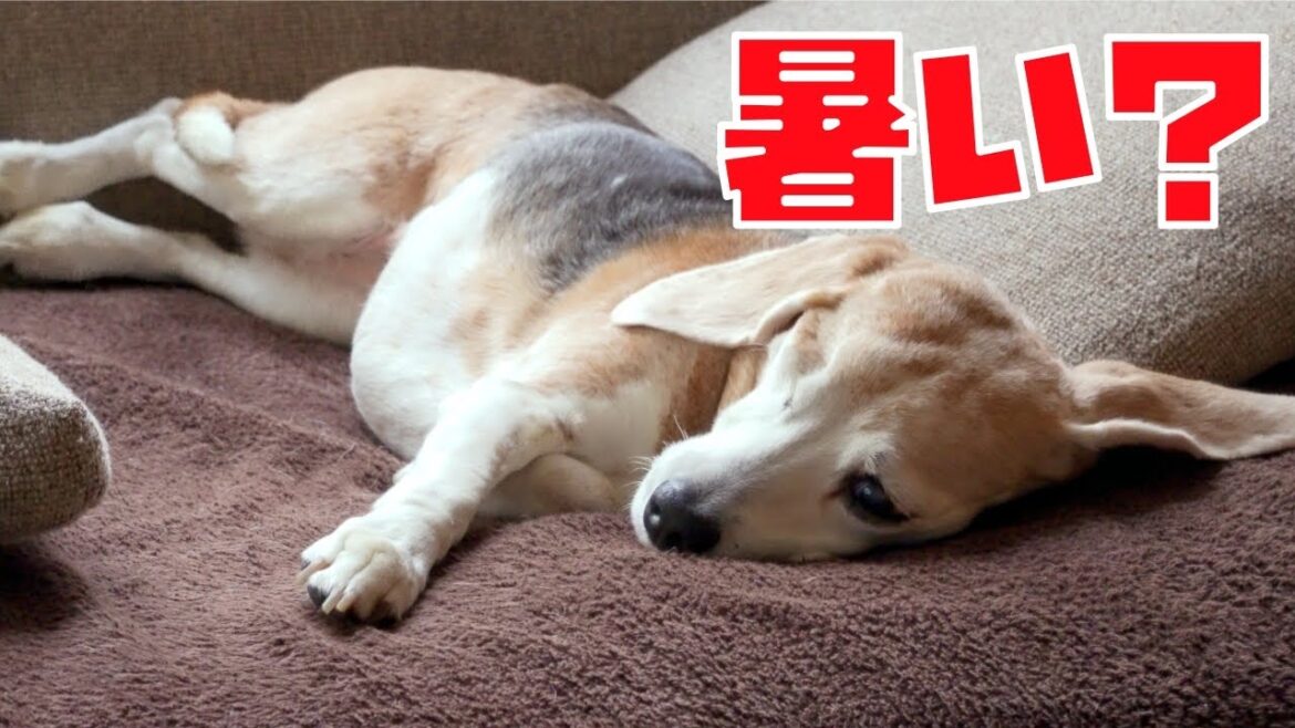 ぽかぽかした後はソファで冷ますビーグル犬