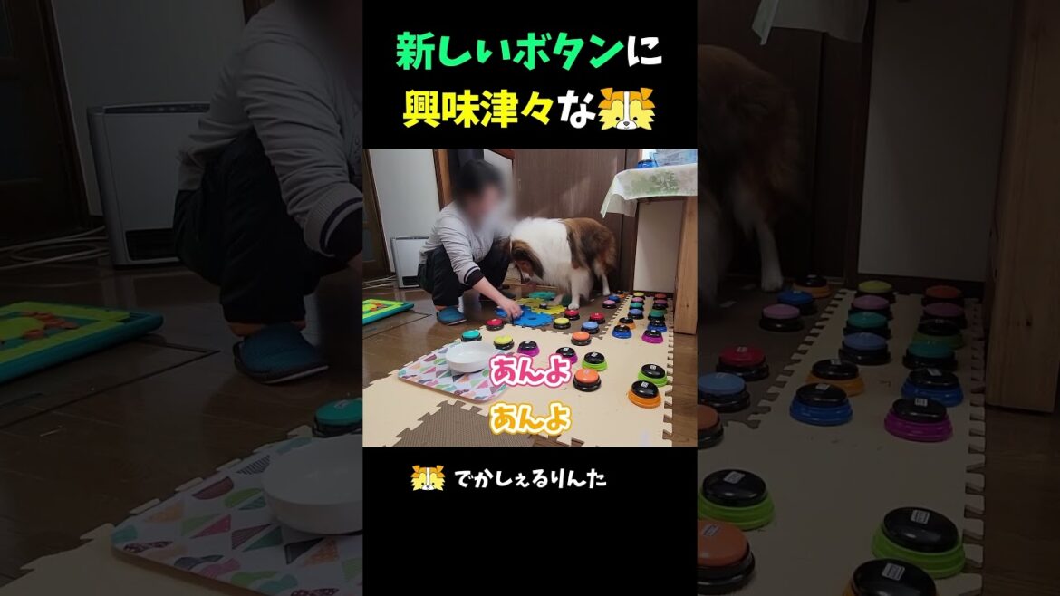 新しいボタンに興味津々なシェルティ【会話ボタンでしゃべる犬】 #shorts #dog