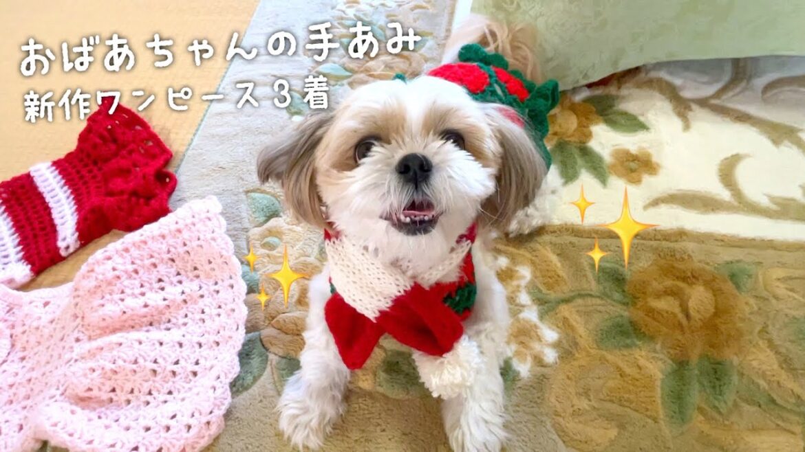 【シーズー】おばあちゃんがななちゃんに新作のワンピースを編んでくれました🐶#シーズー#dog #犬