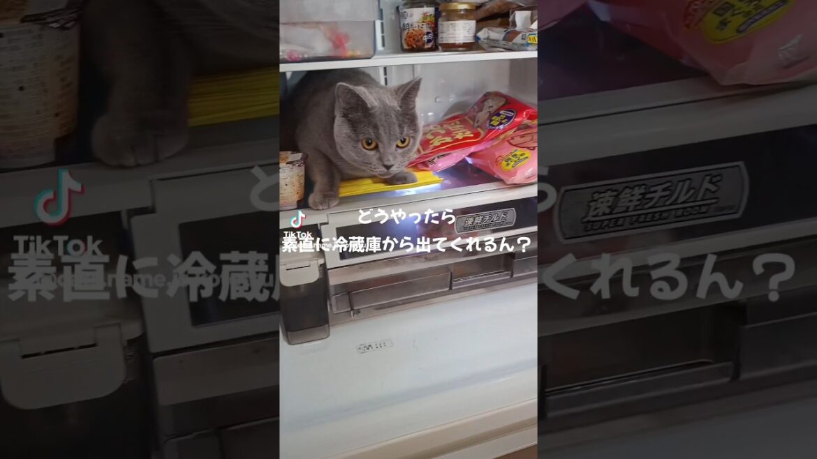 冬も冷蔵庫が好きな猫(Cats who like the refrigerator even in winter)