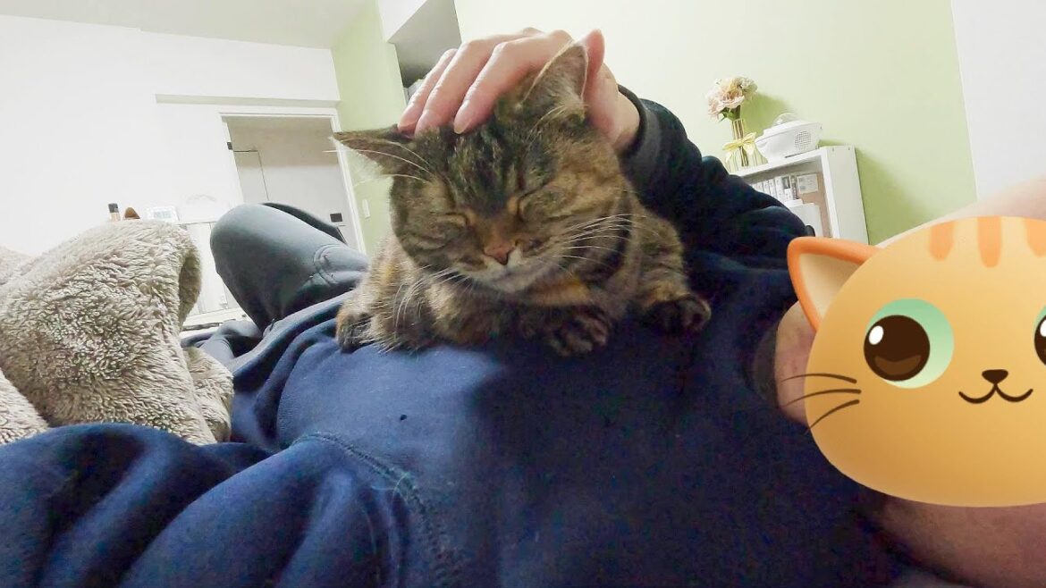 4日ぶりに帰ってきたパパのお腹の上で寝ようとする猫ちゃんがかわいい～ハウステンボス旅行編part2～
