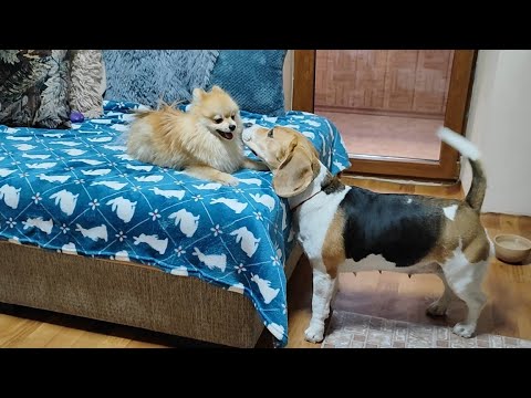 С этими двумя не соскучишься! Разговорчивая Грейси и дикий Лис С этими двумя не соскучишься! Разговорчивая Грейси и дикий Лис