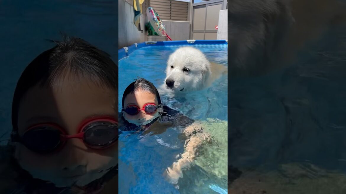 心配する犬😂　　　　　　　　　　　　　　　　#グレートピレニーズ#GreatPyrenees#超大型犬