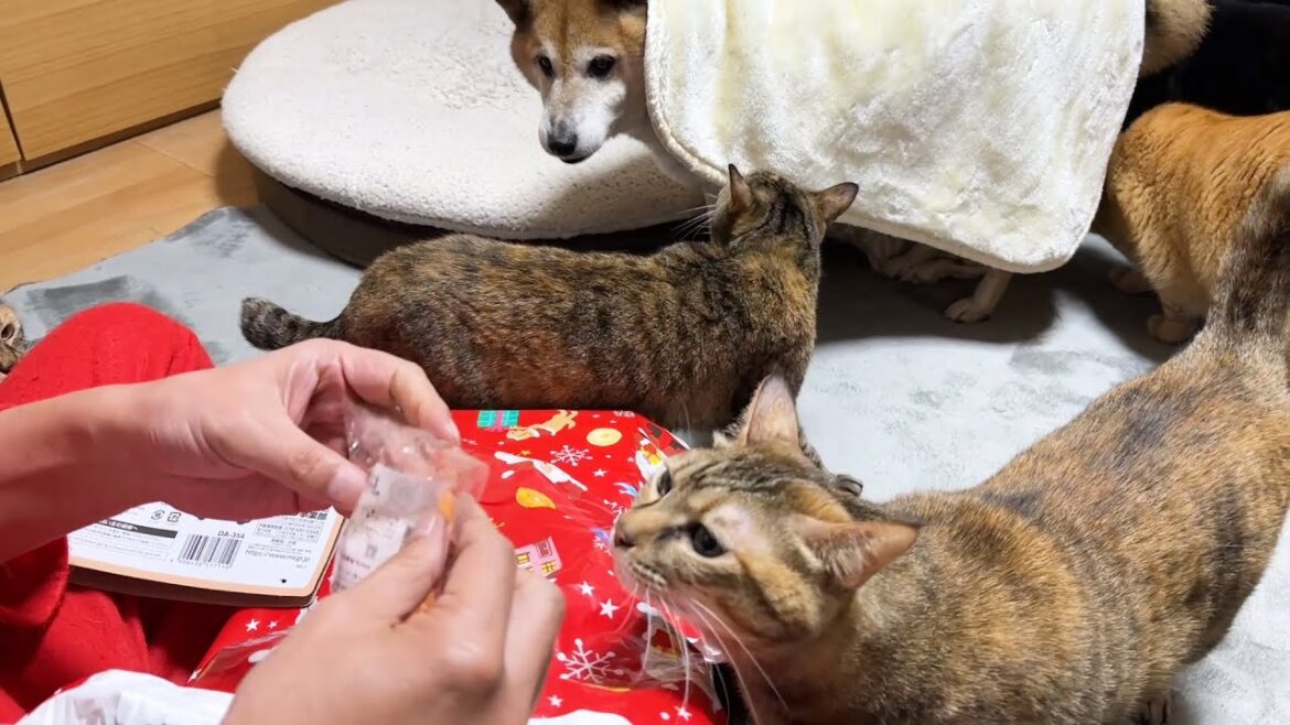 サンタクロース登場に大喜びの柴犬と猫たちが次から次へと集まりました! サンタクロース登場に大喜びの柴犬と猫たちが次から次へと集まりました!