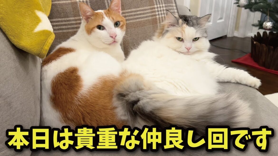 【超貴重】ベッタリくっついて一緒に寝る猫たちが尊すぎた【関西弁でしゃべる猫】【猫アテレコ】 【超貴重】ベッタリくっついて一緒に寝る猫たちが尊すぎた【関西弁でしゃべる猫】【猫アテレコ】